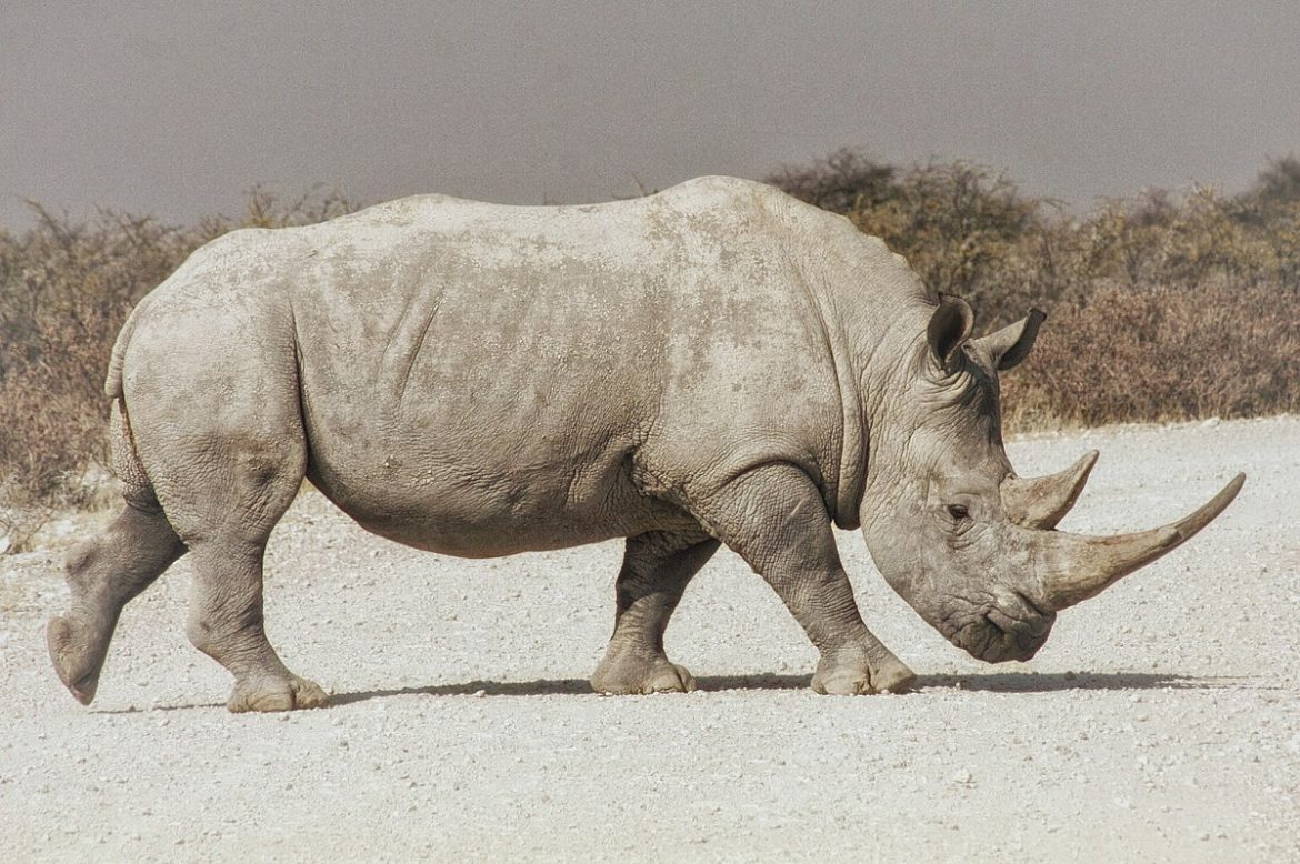 Rwanda receives 30 white rhinos from South Africa