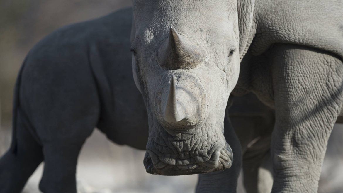 Namibia moves to trade white rhinos for conservation purposes, trophy hunting only