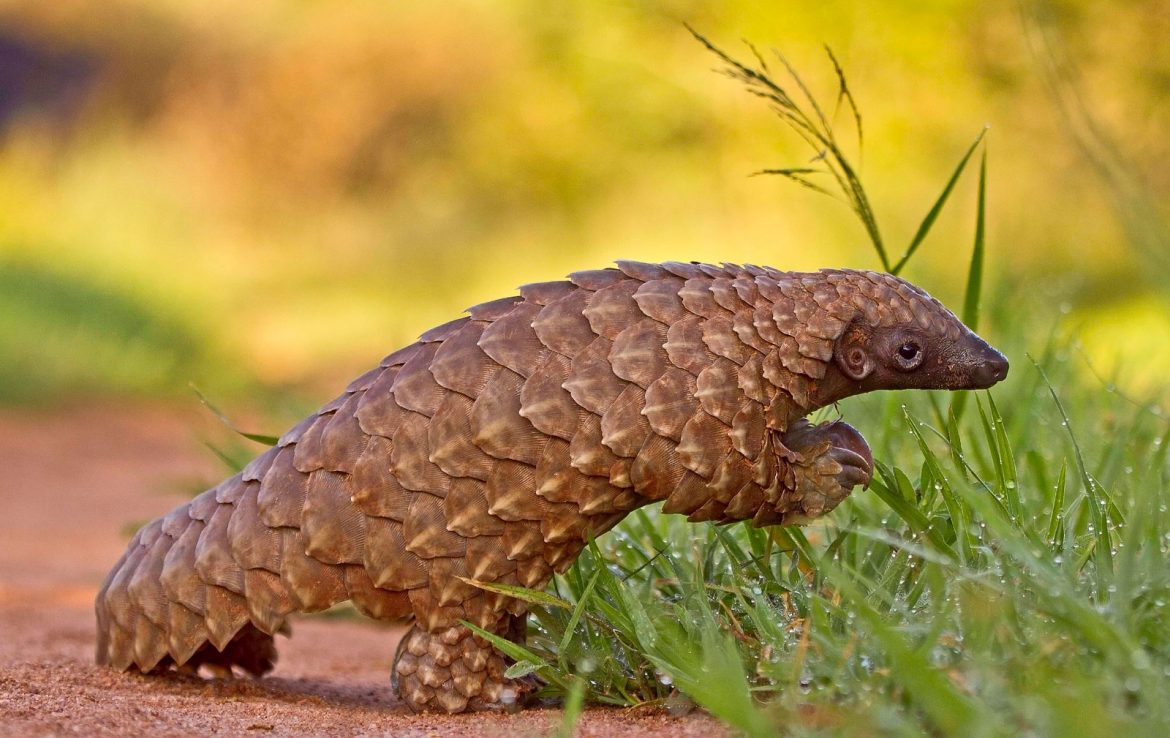 Namibia reveals pangolin-themed costume for upcoming Miss Earth 2022