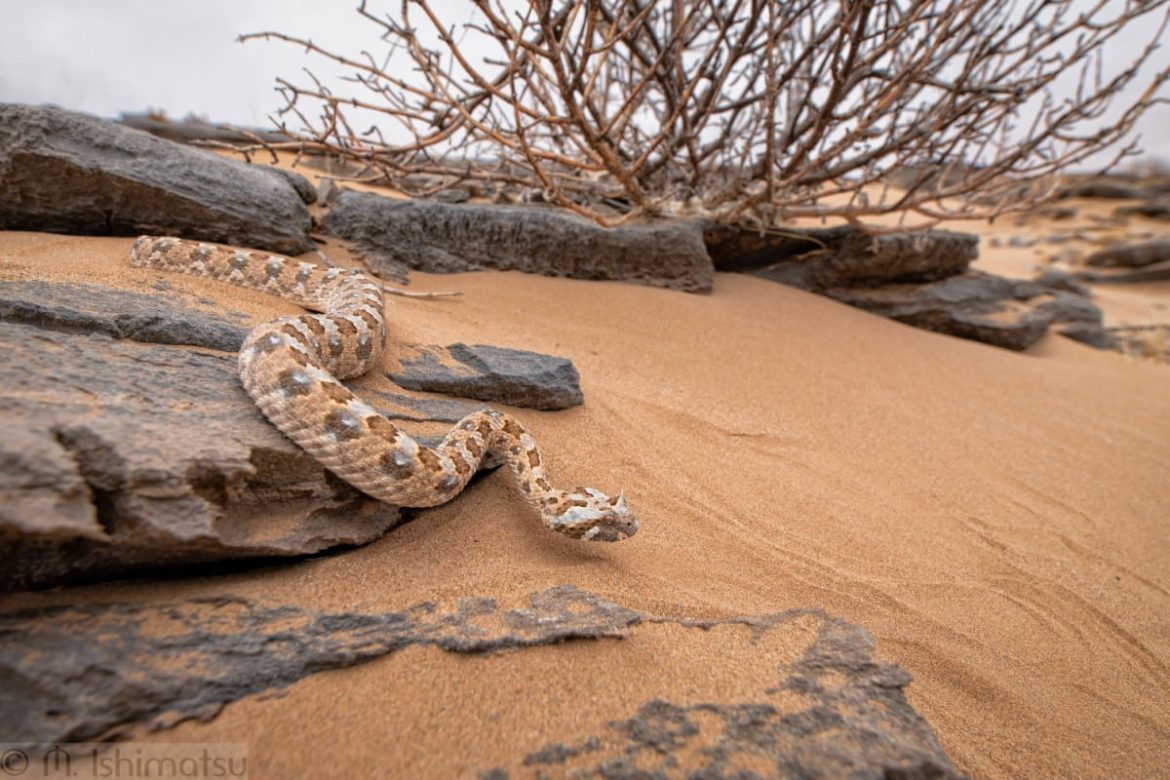 From Fear to Fascination: Photographer Captures the Beauty of Namibia’s Adders