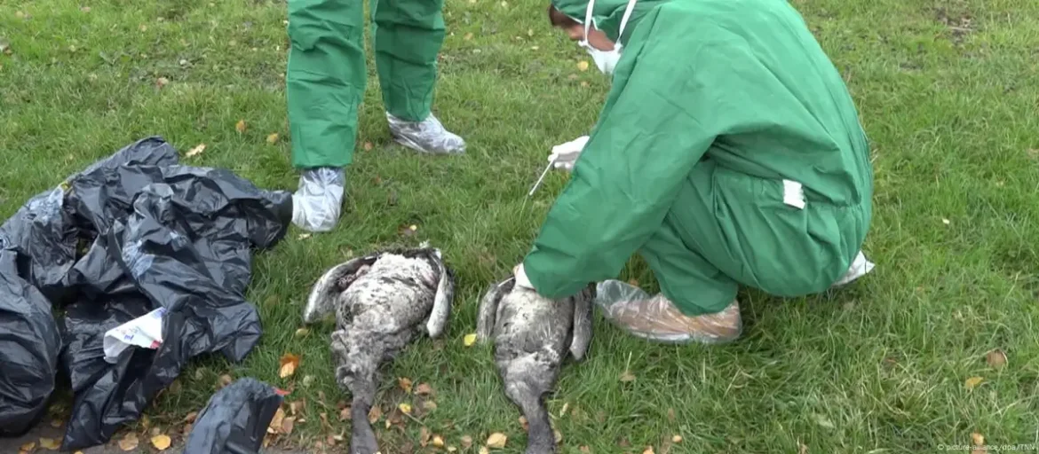 Germany battles worsening bird flu outbreak