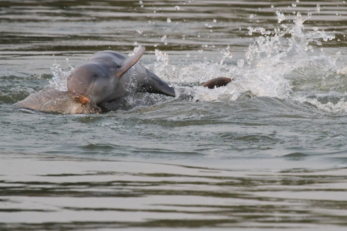 Cambodia’s rare Mekong dolphin population hits 112 after newborn discovery