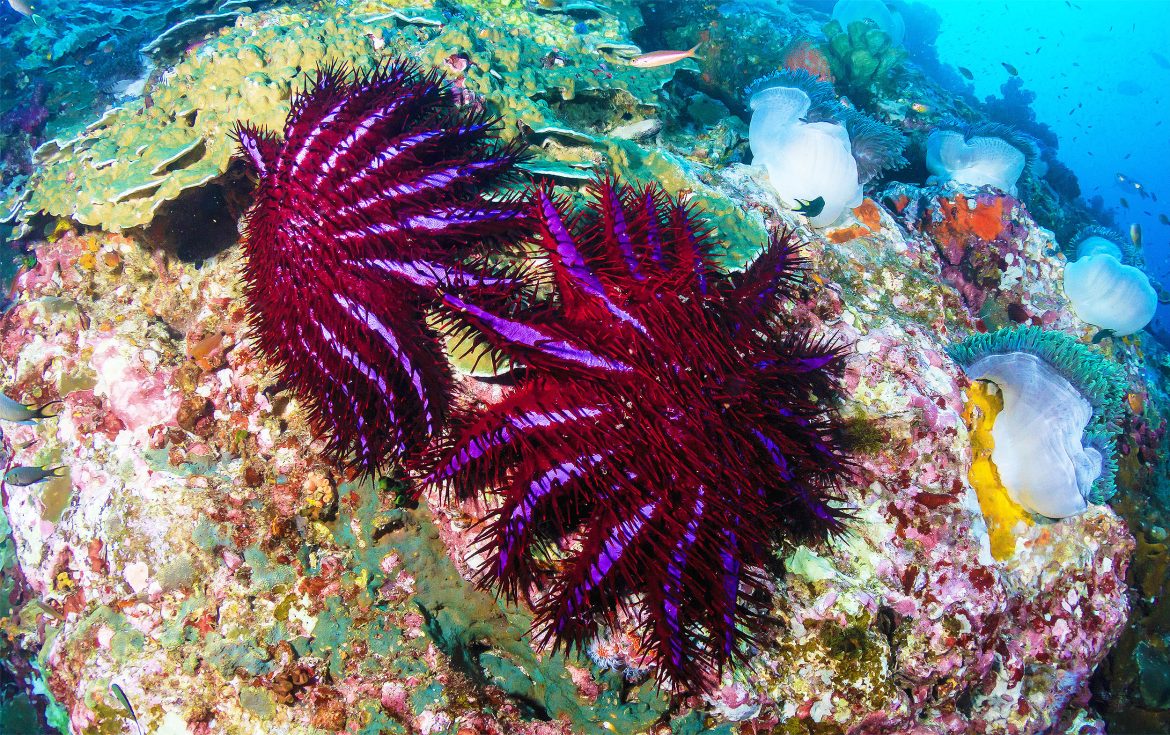 Protecting fish key to preventing starfish outbreaks on Great Barrier Reef
